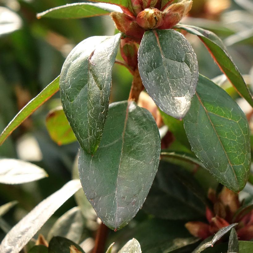 Azalea japonica Madame Galle (Follaje)