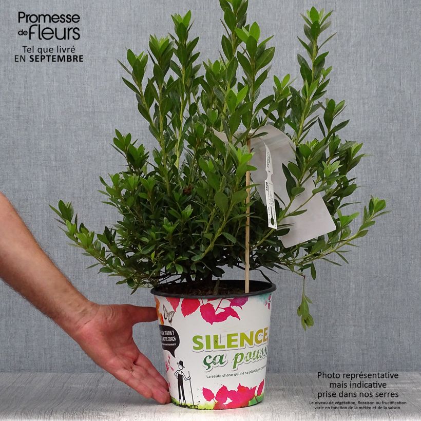 Ejemplar de Azalea japonica Rosa King Maceta 4L/5L entregado en otoño