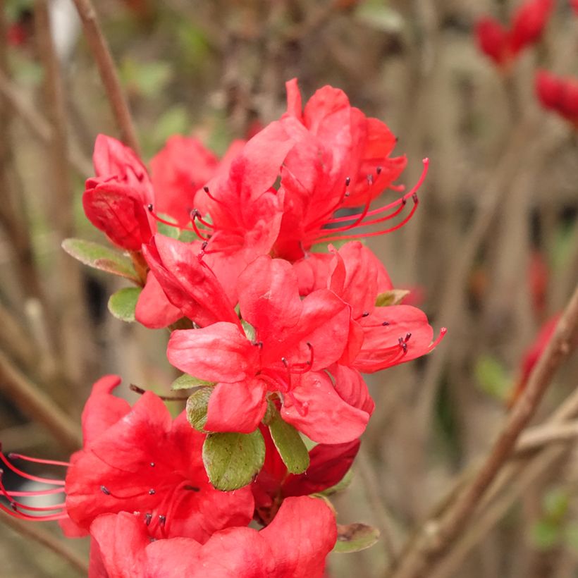Azalea japonica Stewartstonian (Floración)
