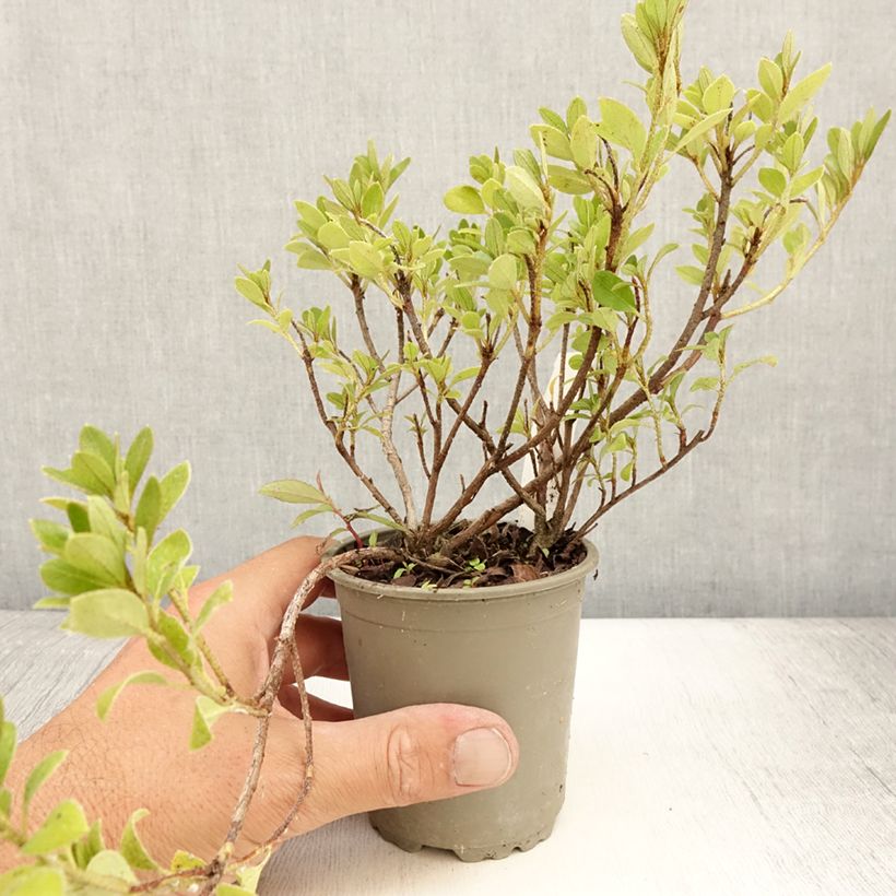 Ejemplar de Azalea Blaauw's pink Maceta de 8/9 cm entregado en verano