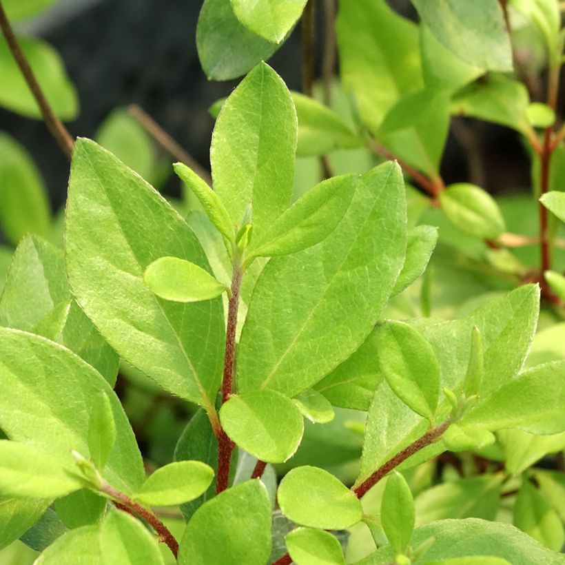 Azalea japonica Gilbert Mullie (Follaje)