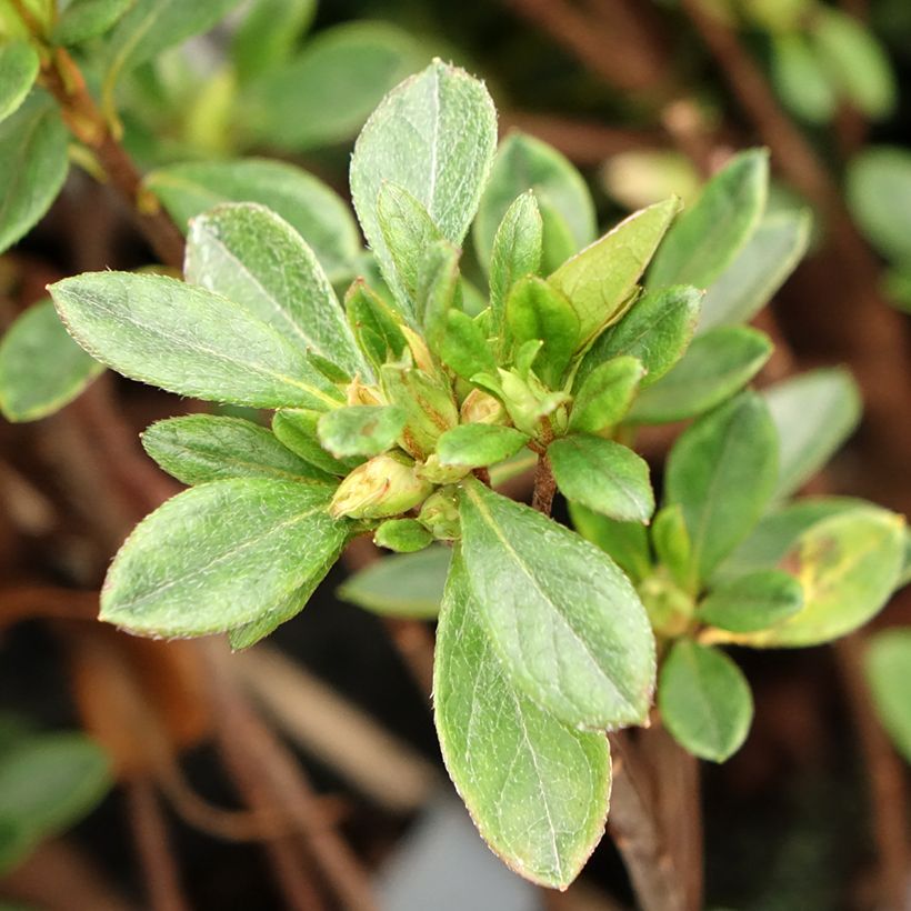 Azalea japonica Gilbert Mullie (Follaje)