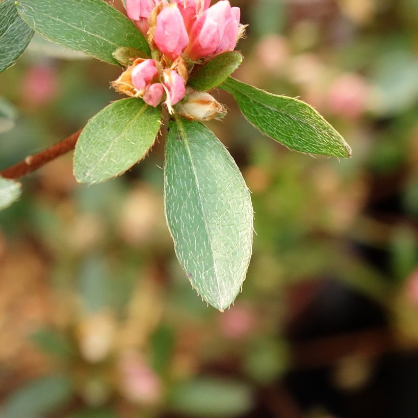 Azalea japonica Mme Van Hecke (Follaje)