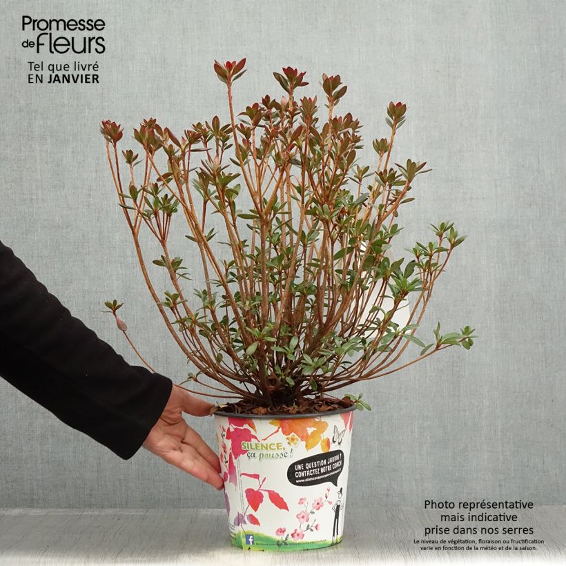 Azalée japonaise Orange Beauty - Rhododendron hybride - Pot de 2L/3L Ejemplar entregado en invierno