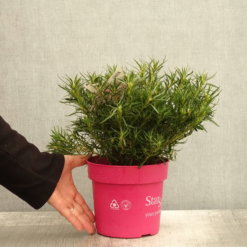 Ejemplar de Azalea japonica Star Style Pink Maceta 3L/4L entregado en otoño