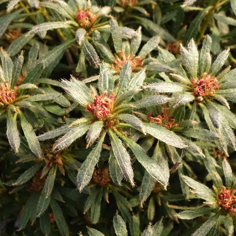 Azalea japonica Star Style Violet (Follaje)