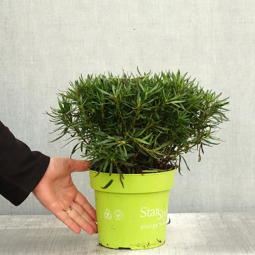 Ejemplar de Azalea japonica Star Style White Maceta 3L/4L entregado en otoño