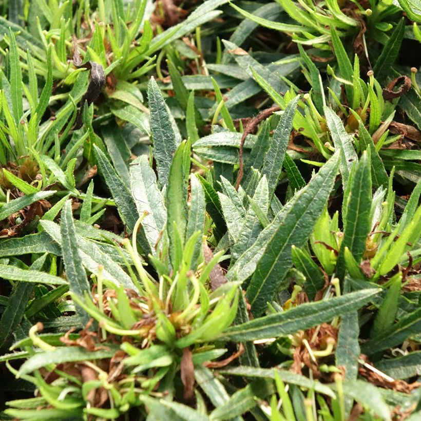 Azalea japonica Star Style White (Follaje)