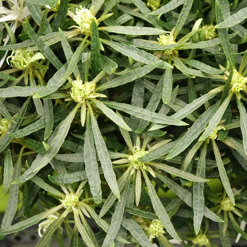 Azalea japonica Star Style White (Follaje)