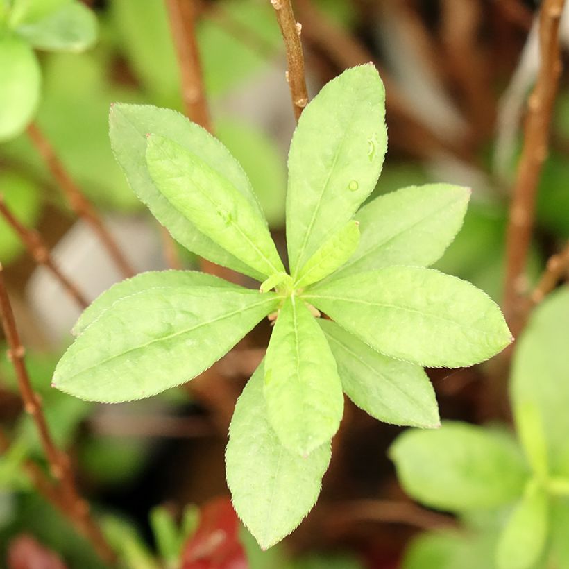 Azalea mollis Viscosa (Follaje)