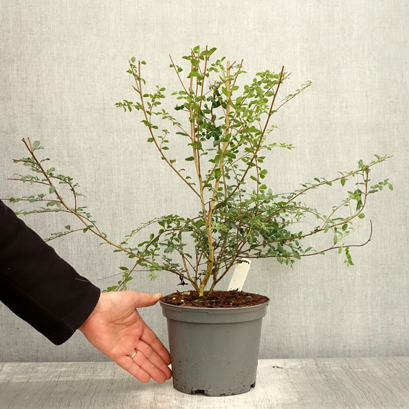 Ejemplar de Azara microphylla Maceta 2L/3L entregado en otoño