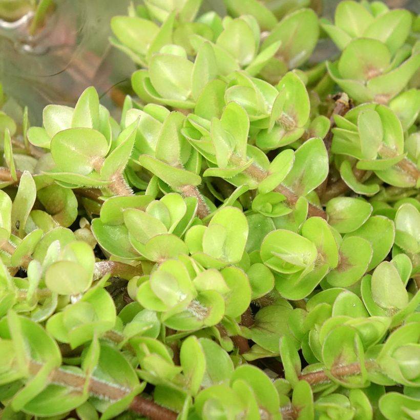 Bacopa caroliniana (Follaje)