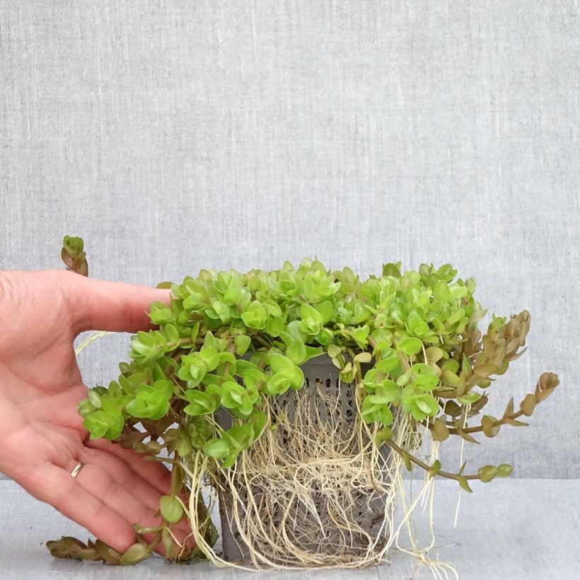Ejemplar de Bacopa caroliniana Maceta 1L/1,5L entregado en verano
