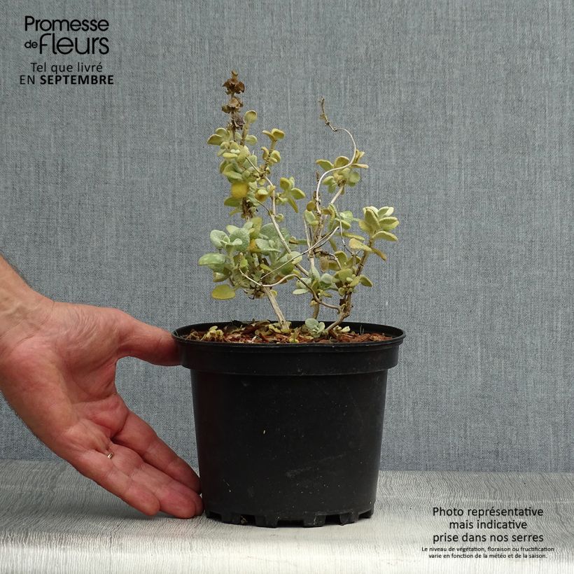 Ejemplar de Ballota pseudodictamnus - Marrubio Maceta 2L/3L entregado en otoño