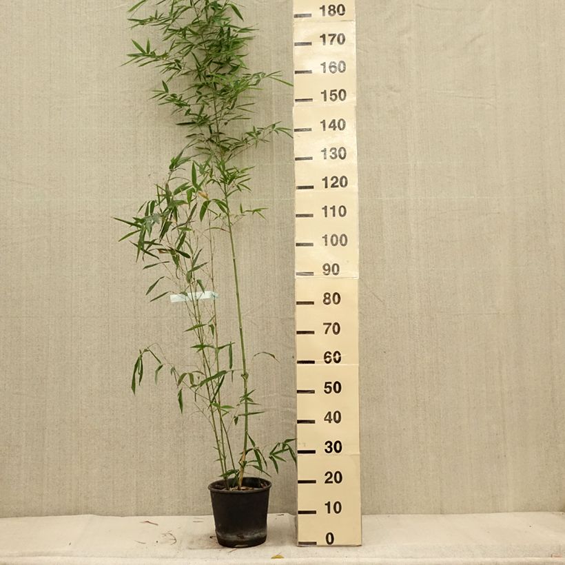 Ejemplar de Phyllostachys aurea Koï - Bambú dorado Maceta 4L/5L entregado en otoño