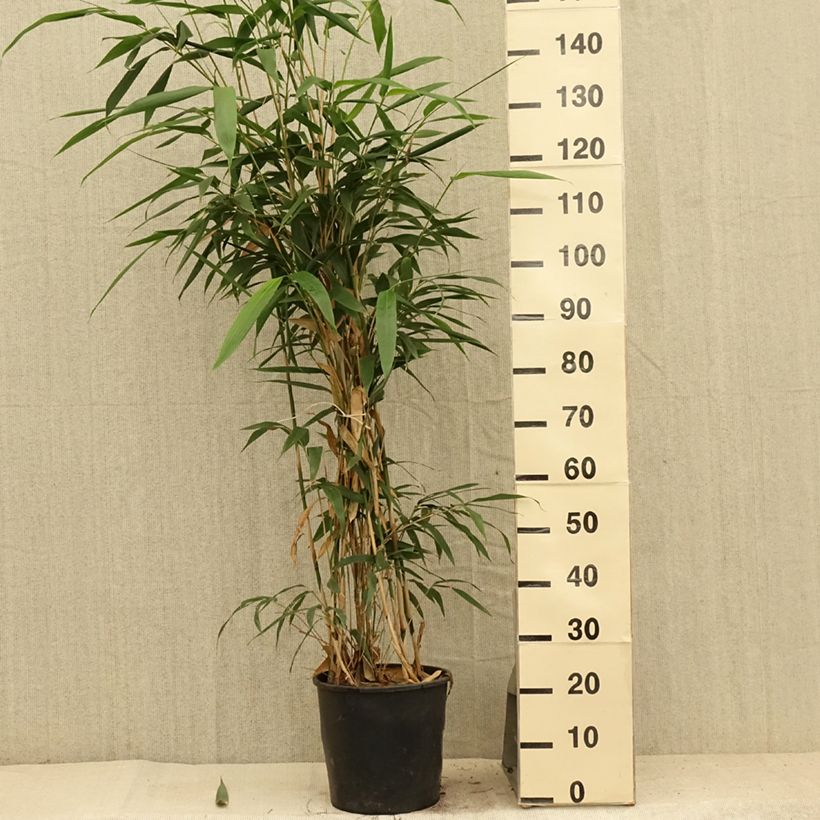 Ejemplar de Pseudosasa japonica - Bambú japonés Maceta 4L/5LAltura de entrega aprox. 80/100cm entregado en verano