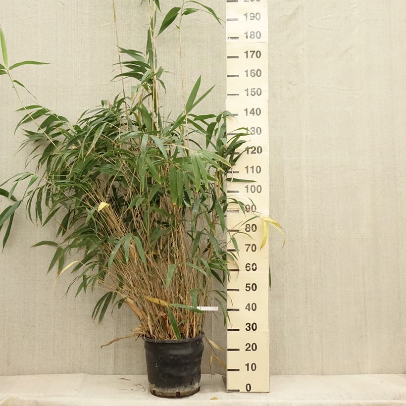 Ejemplar de Pseudosasa japonica - Bambú japonés Maceta 12L/15L entregado en otoño