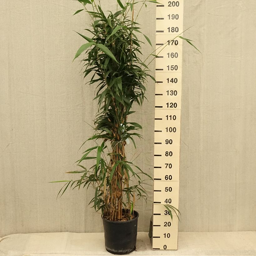 Ejemplar de Pseudosasa japonica - Bambú japonés Maceta 12L/15LAltura de entrega aprox. 125/+cm entregado en verano
