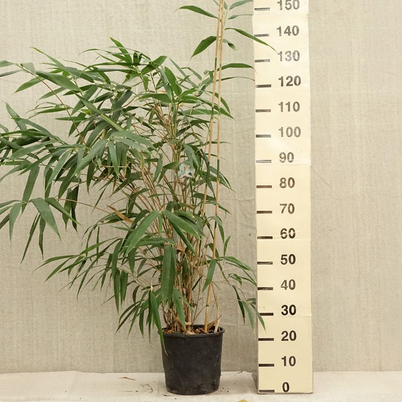 Ejemplar de Pseudosasa japonica - Bambú japonés Maceta 4L/5L entregado en otoño