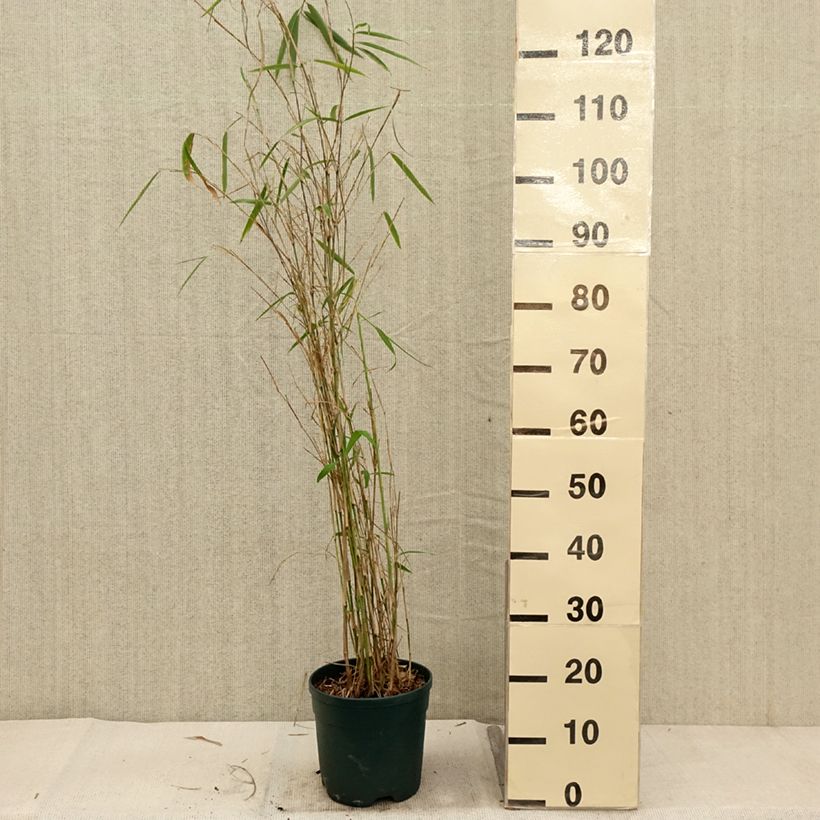 Ejemplar de Fargesia yunnanensis - Bambú no invasivo Maceta 4L/5L entregado en otoño