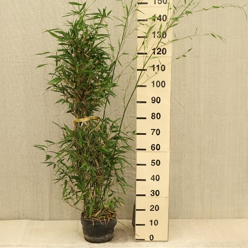 Ejemplar de Phyllostachys bissetii - Bambú de Bisset Maceta 4L/5L entregado en verano