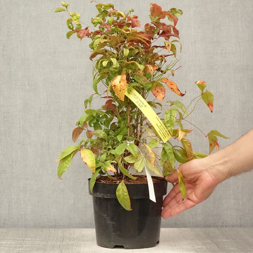 Ejemplar de Nandina domestica Blush Pink Maceta 2L/3L entregado en verano