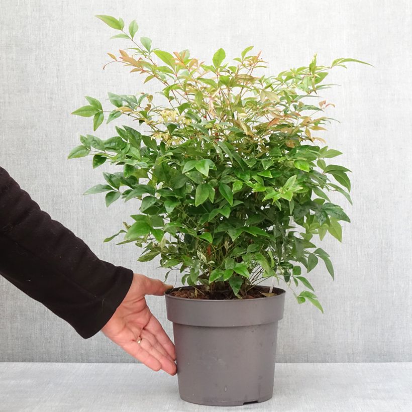 Nandina domestica Sunrise - Bambú sagrado Maceta 3L/4L Ejemplar entregado en invierno
