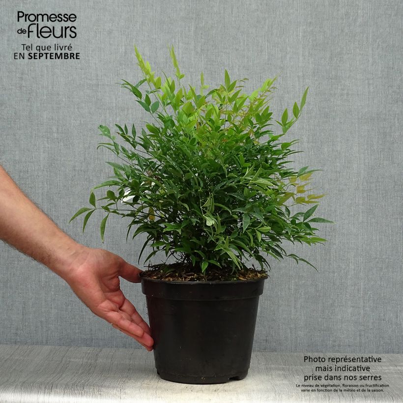Ejemplar de Nandina domestica Moon Bay Maceta 3L/4L entregado en otoño