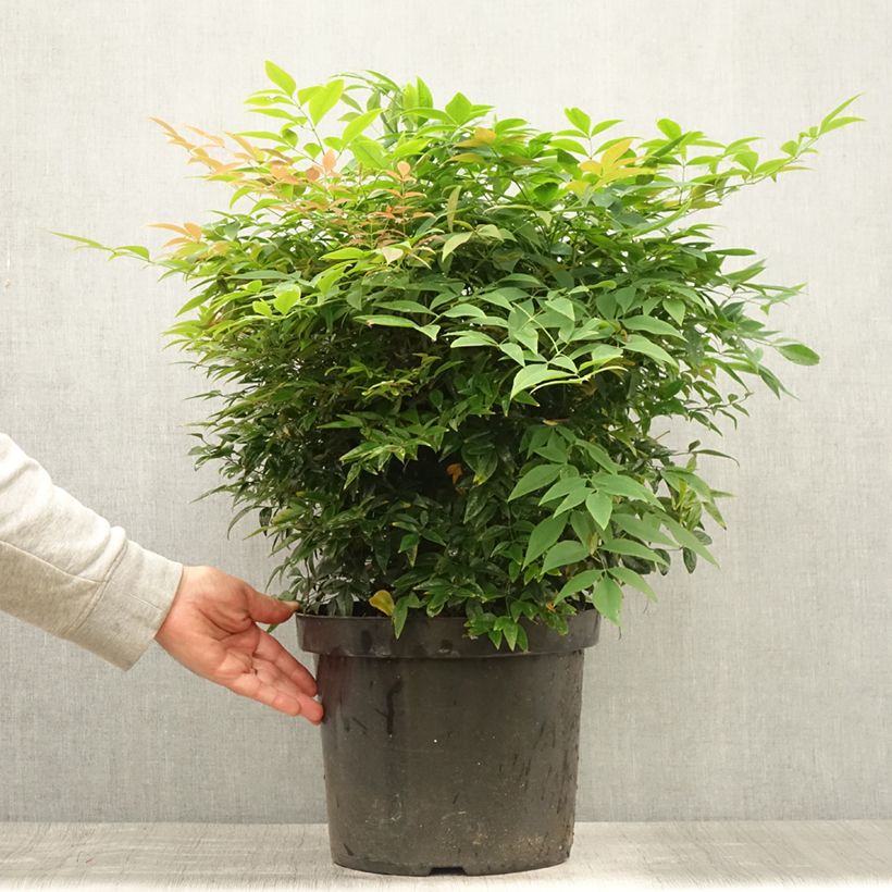 Ejemplar de Nandina domestica Sienna Sunrise Maceta 7,5L/10L entregado en verano