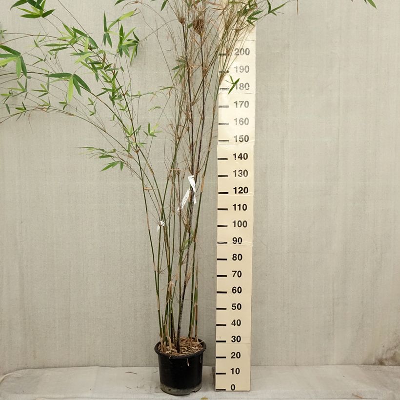 Ejemplar de Bambusa glaucescens - Bambú de Seto Maceta 12L/15L entregado en otoño