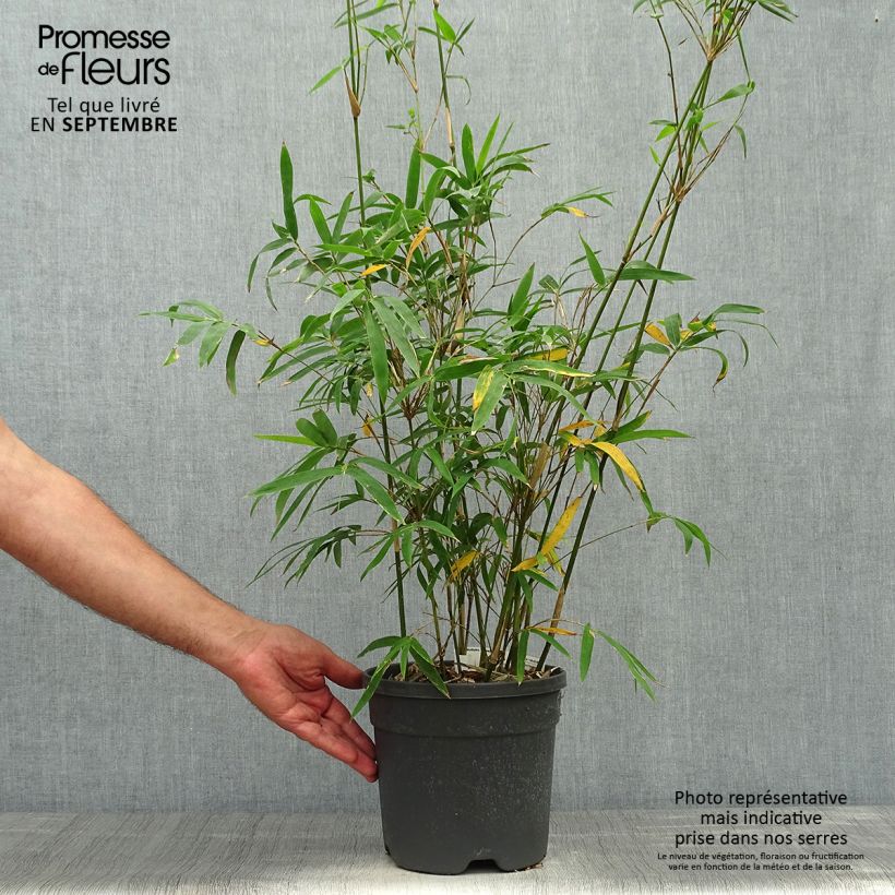 Ejemplar de Bambusa glaucescens - Bambú de Seto Maceta 4L/5L entregado en otoño