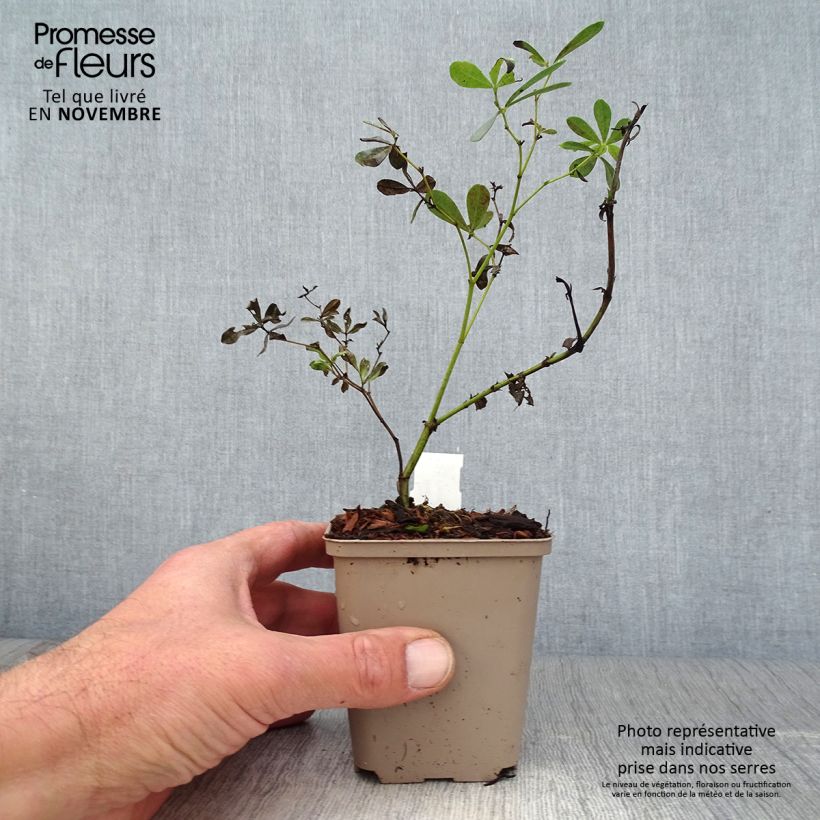 Ejemplar de Baptisia albescens Pink Form Maceta de 8/9 cm entregado en otoño