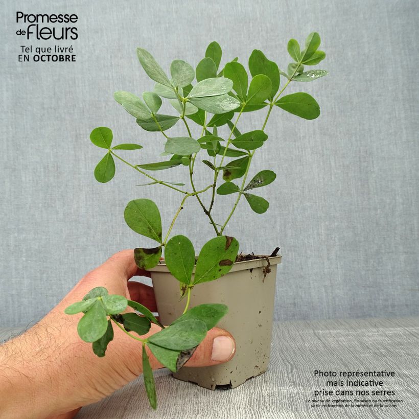 Ejemplar de Baptisia Decadence Dutch Chocolate Maceta de 8/9 cm entregado en otoño