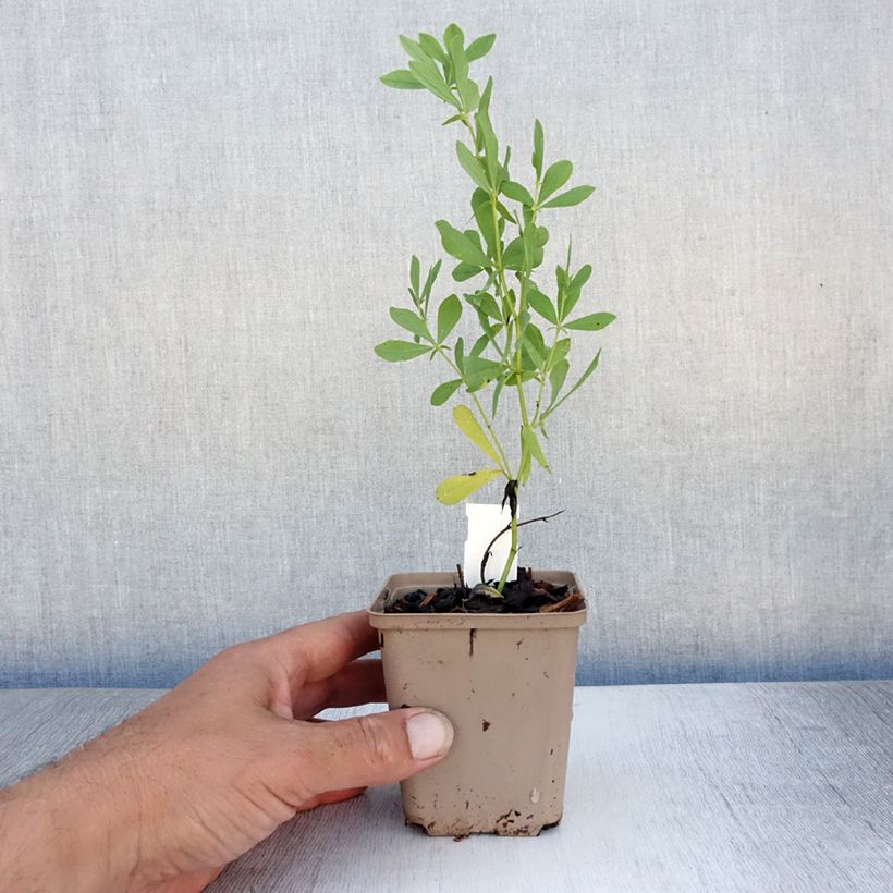 Ejemplar de Baptisia alba - Falso índigo blanco Maceta de 8/9 cm entregado en verano