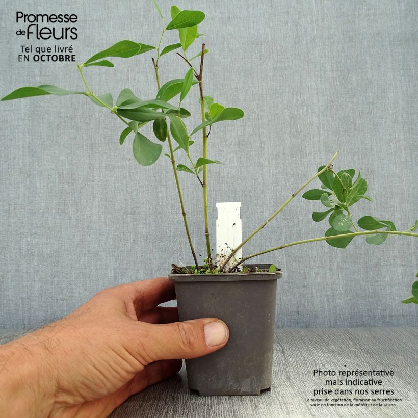 Ejemplar de Baptisia sphaerocarpa - índigo amarillo Maceta de 8/9 cm entregado en otoño