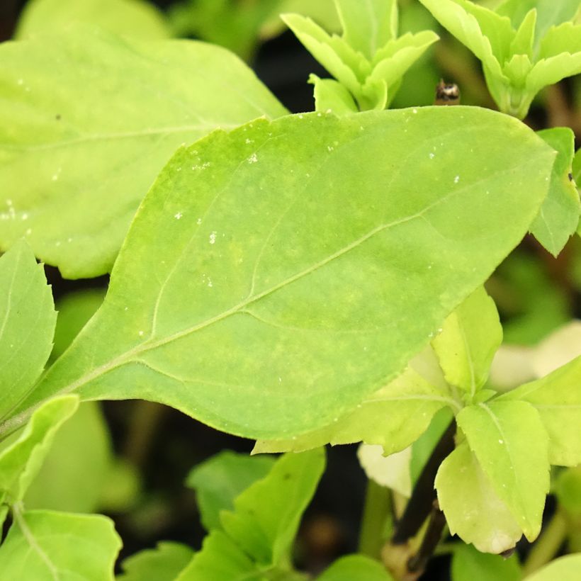 Albahaca Selloi (Follaje)