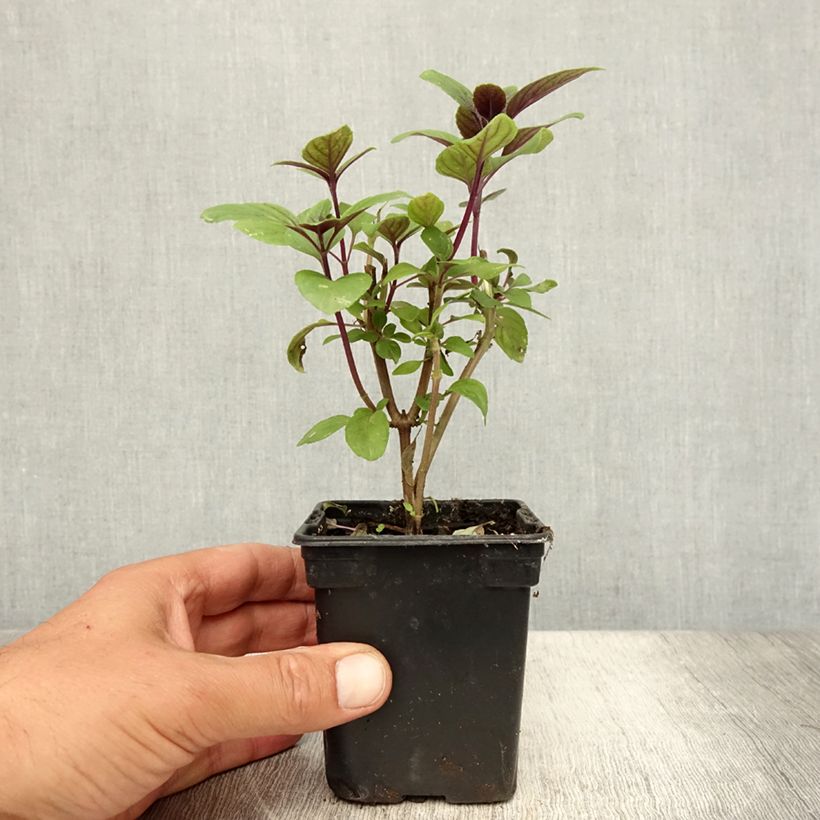 Ejemplar de Albahaca Magic Mountain Maceta de 7/8 cm entregado en verano