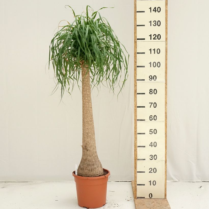 Ejemplar de Beaucarnea recurvata - Nolina Maceta 7,5L/10L entregado en verano