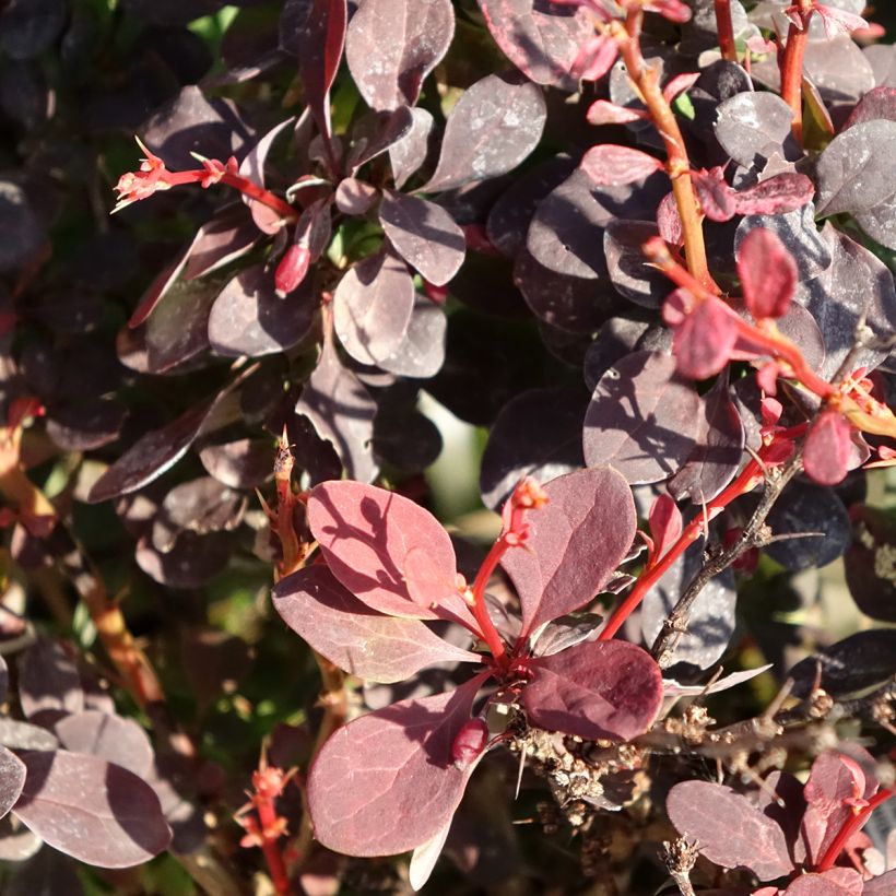 Agracejo japonés - Berberis thunbergii Red Rocket (Follaje)