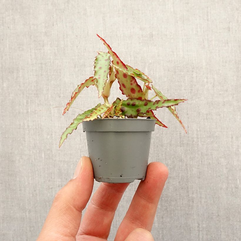 Begonia amphioxus Mini-plante Ejemplar entregado en la primavera