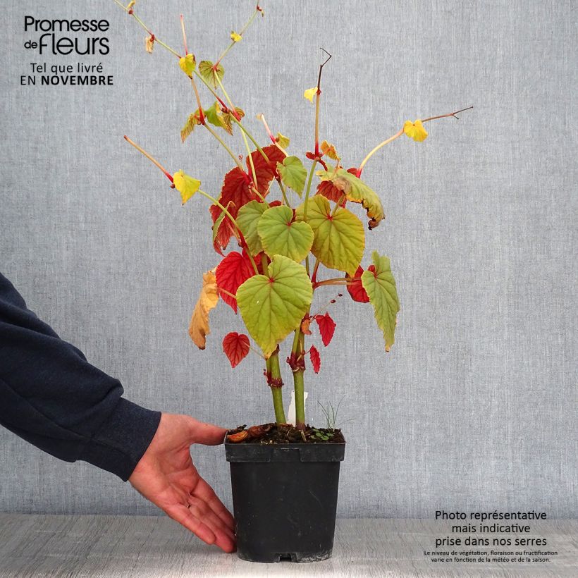 Ejemplar de Begonia grandis subsp. evansiana Maceta 2L/3L entregado en otoño