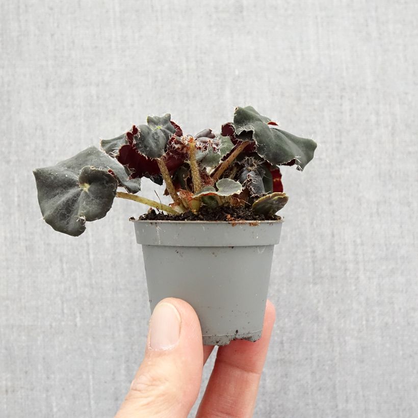 Begonia Rex Dark Mambo Mini-plante Ejemplar entregado en la primavera