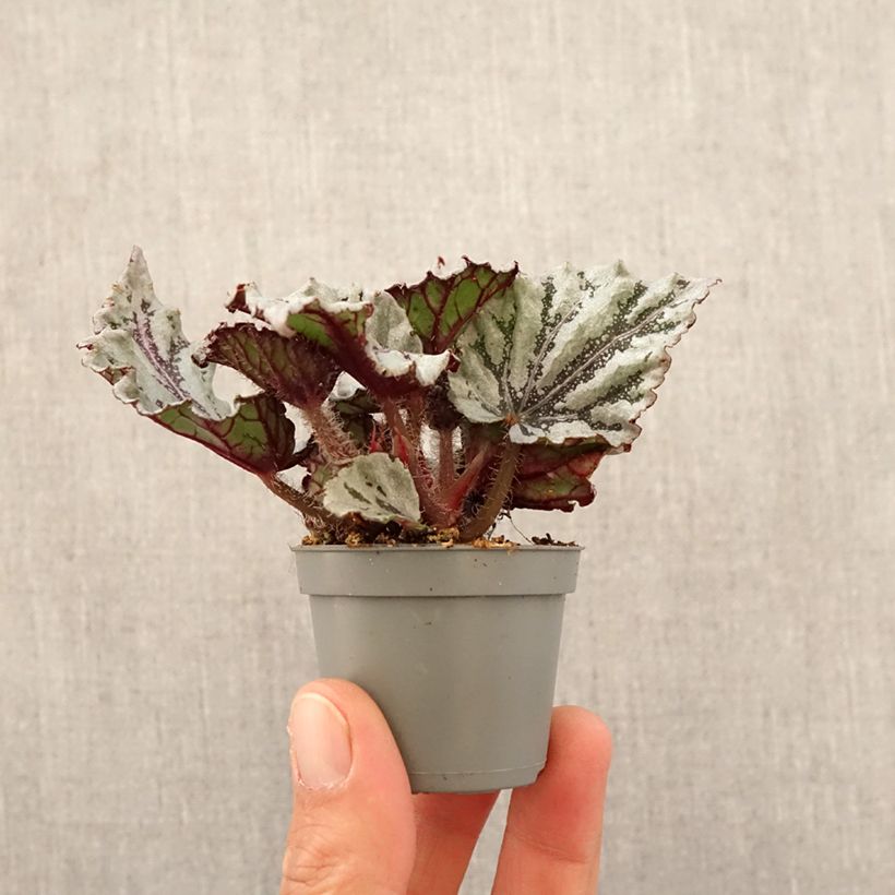 Begonia Rex Dew Drop Mini-plante Ejemplar entregado en la primavera