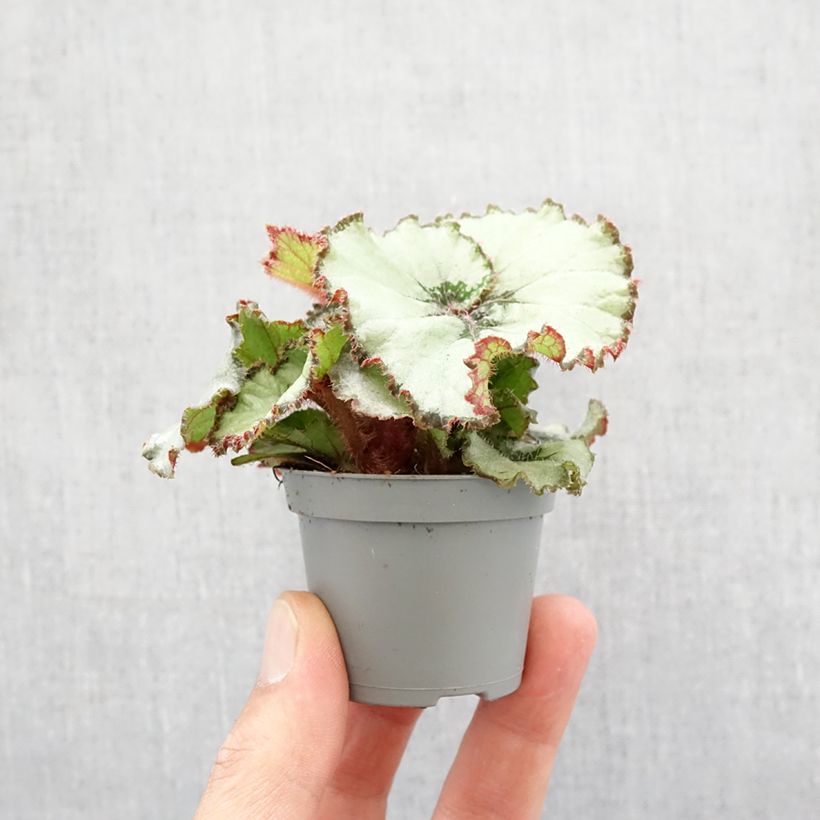 Begonia Rex Escargot Mini-plante Ejemplar entregado en la primavera