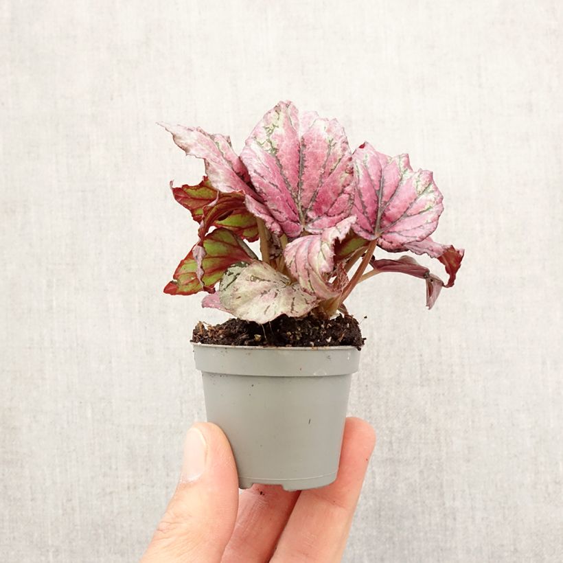 Begonia Rex Hugh McLauchlan Mini-plante Ejemplar entregado en la primavera