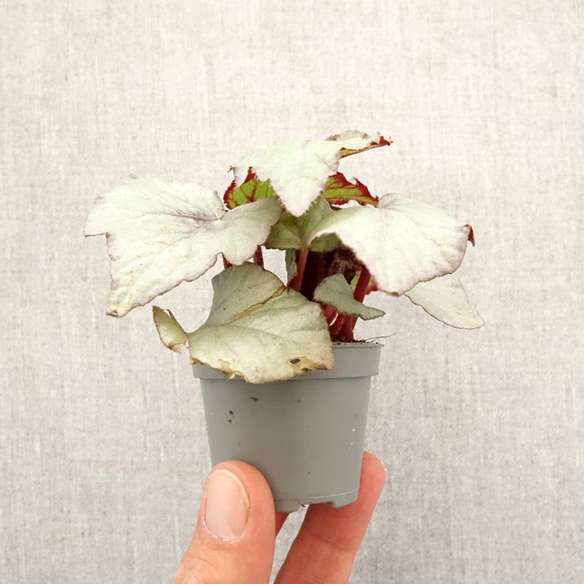 Begonia Rex Pink Pop Mini-plante Ejemplar entregado en la primavera
