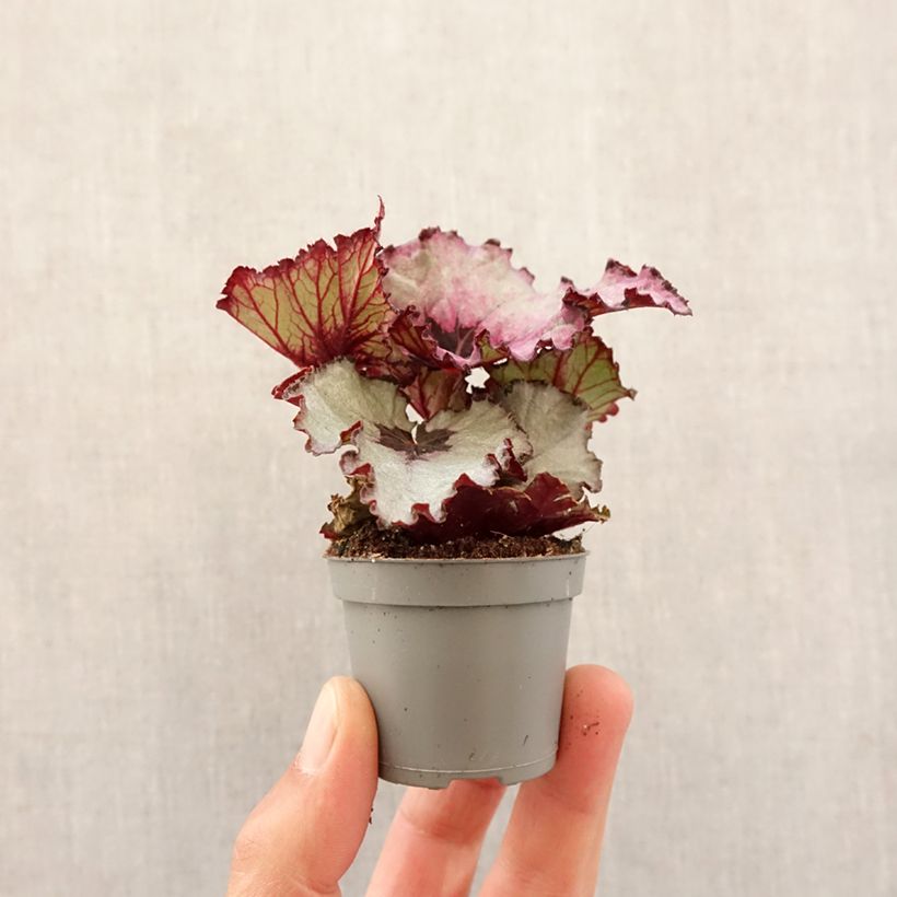 Begonia Rex Corazón Rojo Mini-plante Ejemplar entregado en la primavera