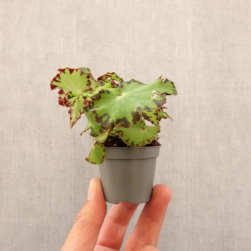 Begonia Rex Red Jive Mini-plante Ejemplar entregado en la primavera