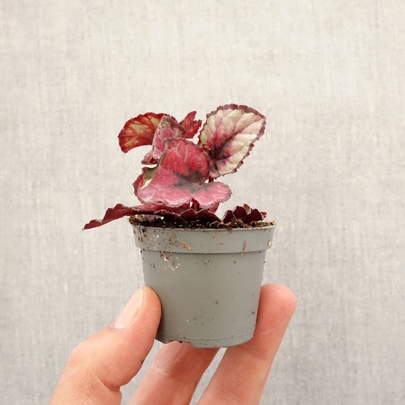 Begonia Rex Red Kiss Mini-plante Ejemplar entregado en la primavera