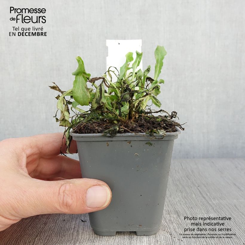 Ejemplar de Bellis perennis Roze - Margarita de los prados Maceta de 8/9 cm entregado en otoño